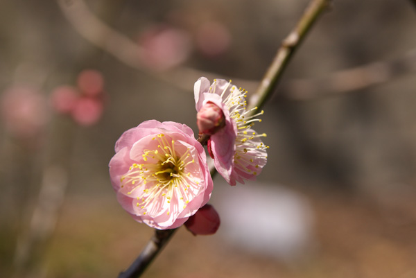 写真：梅の花アップ