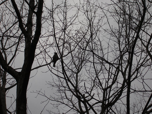 写真：枝の上で吠える鳥さん