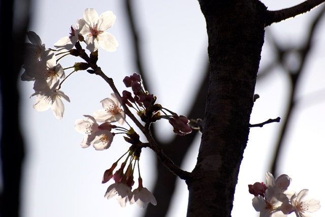 写真：陽光に浮かぶ桜の枝と花