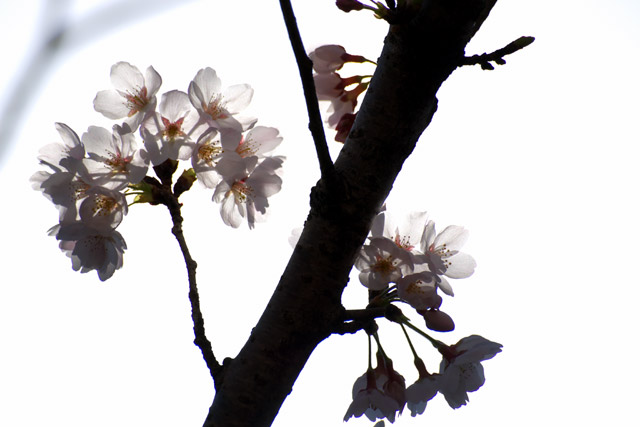 写真：X線透視のように陽光に晒される桜花