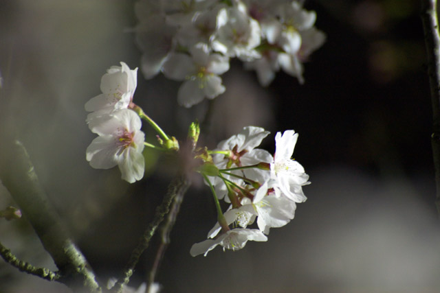写真：白々と咲き誇る桜花