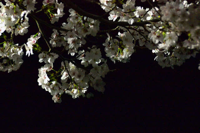 写真：夜桜の雲海