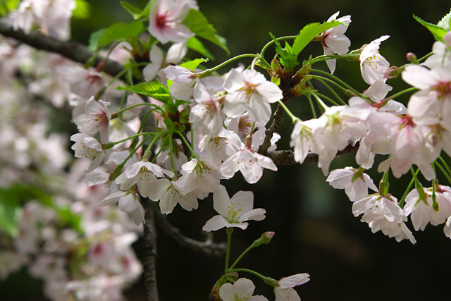 葉桜風、ただし花が満開