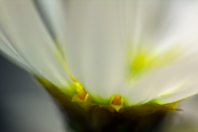 写真：萼からの透かし絵