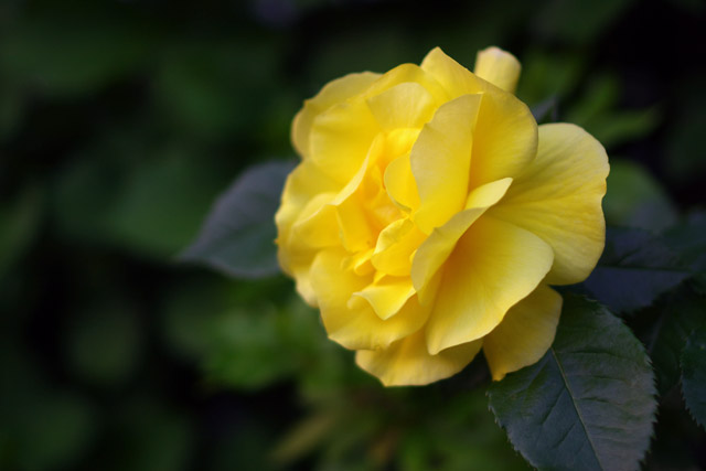 写真：黄色のバラ