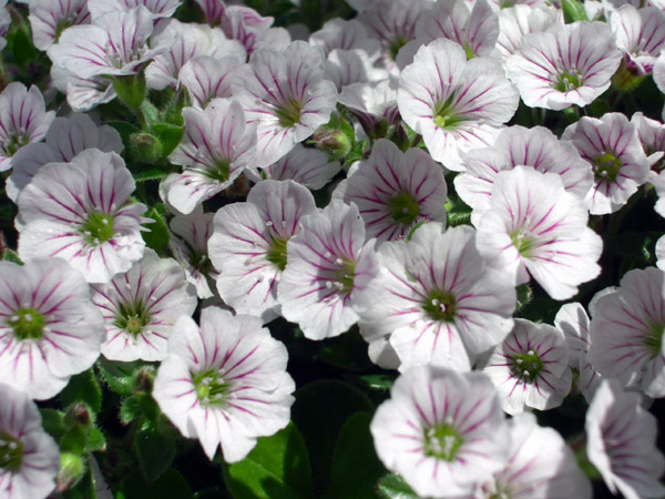 写真：カリブラコア似の白い小花たち【追記】オノエマンテマかも