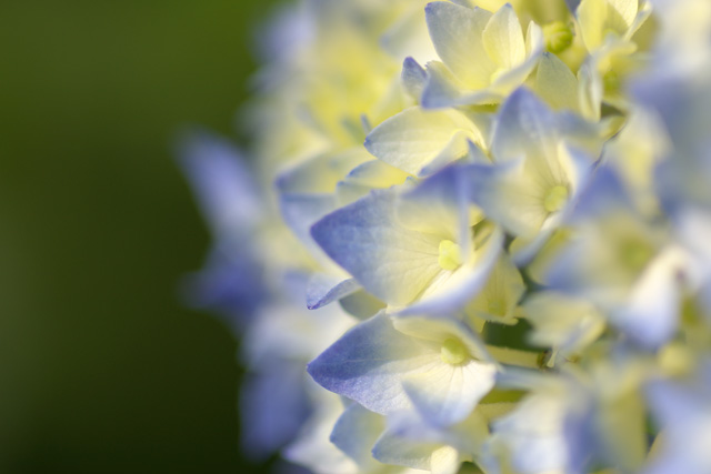 写真：淡い青に色付き始めた花弁
