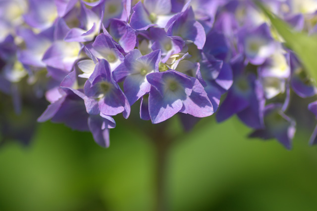 写真：紫に色付いた花
