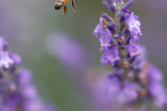 【写真：ミツバチに逃げられました】