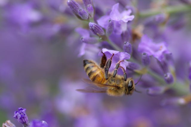 【写真：ミツバチのドアップ】
