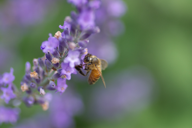 【写真：蜜を吸うミツバチ】