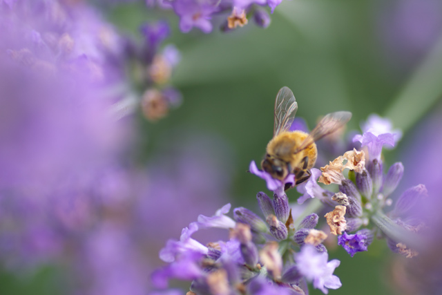 【写真：丸くなって蜜を吸うミツバチ】