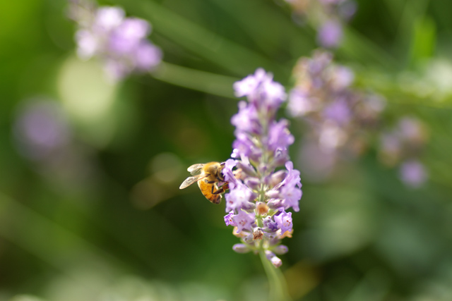 【写真：朝日に羽が輝くミツバチ】