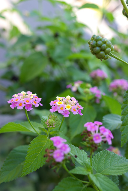 【写真：ランタナの花と若い実】