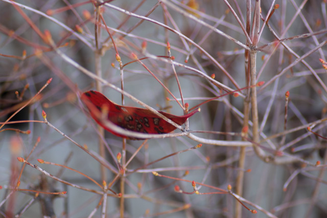 【写真：ふくらむ木の芽とひっかかった落ち葉】
