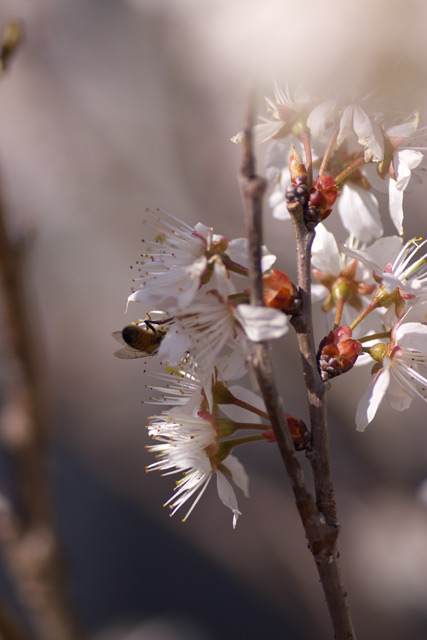 【写真：早咲きの桜とミツバチ】
