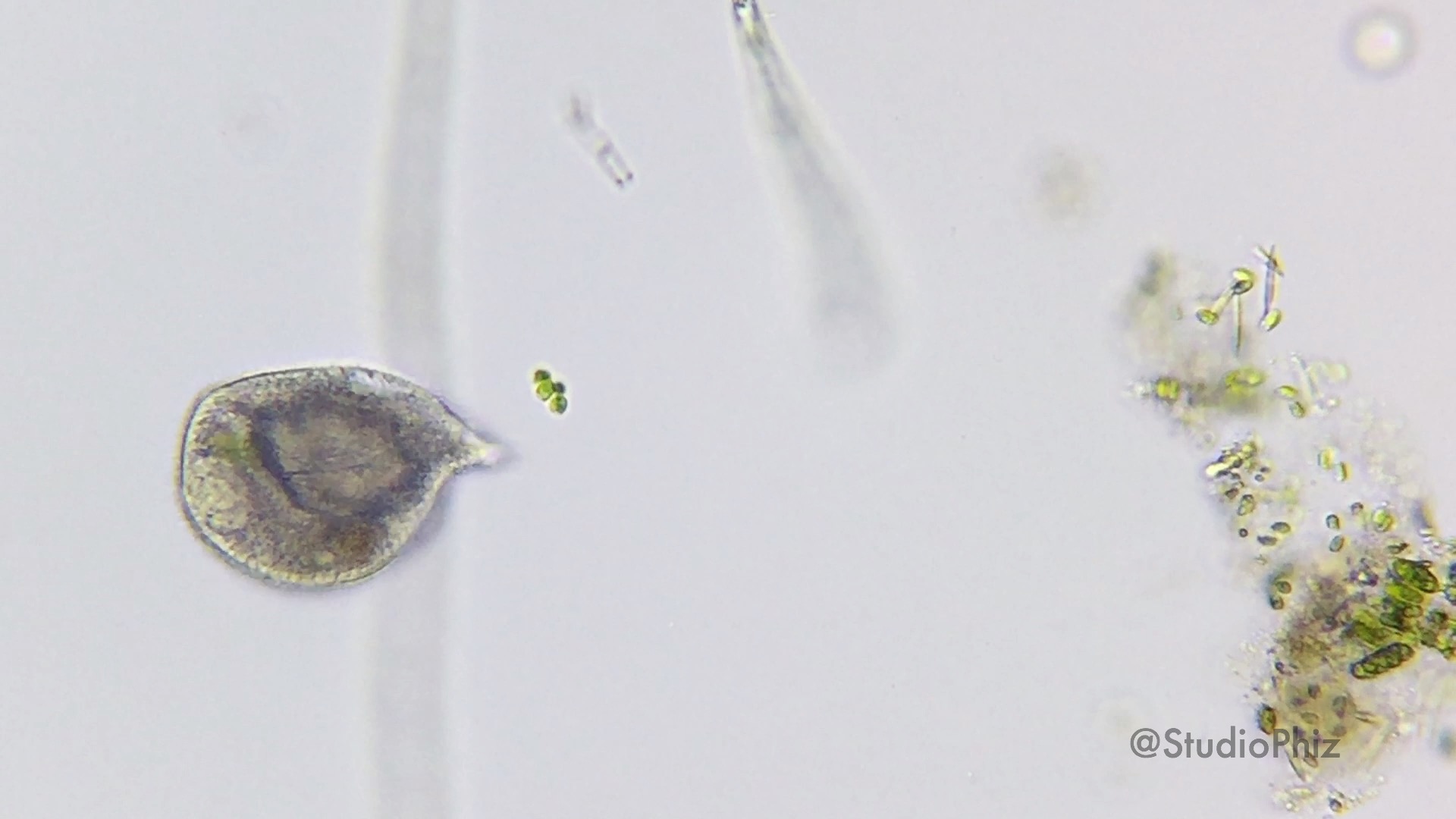 繊毛虫 エビ水槽のチビたん