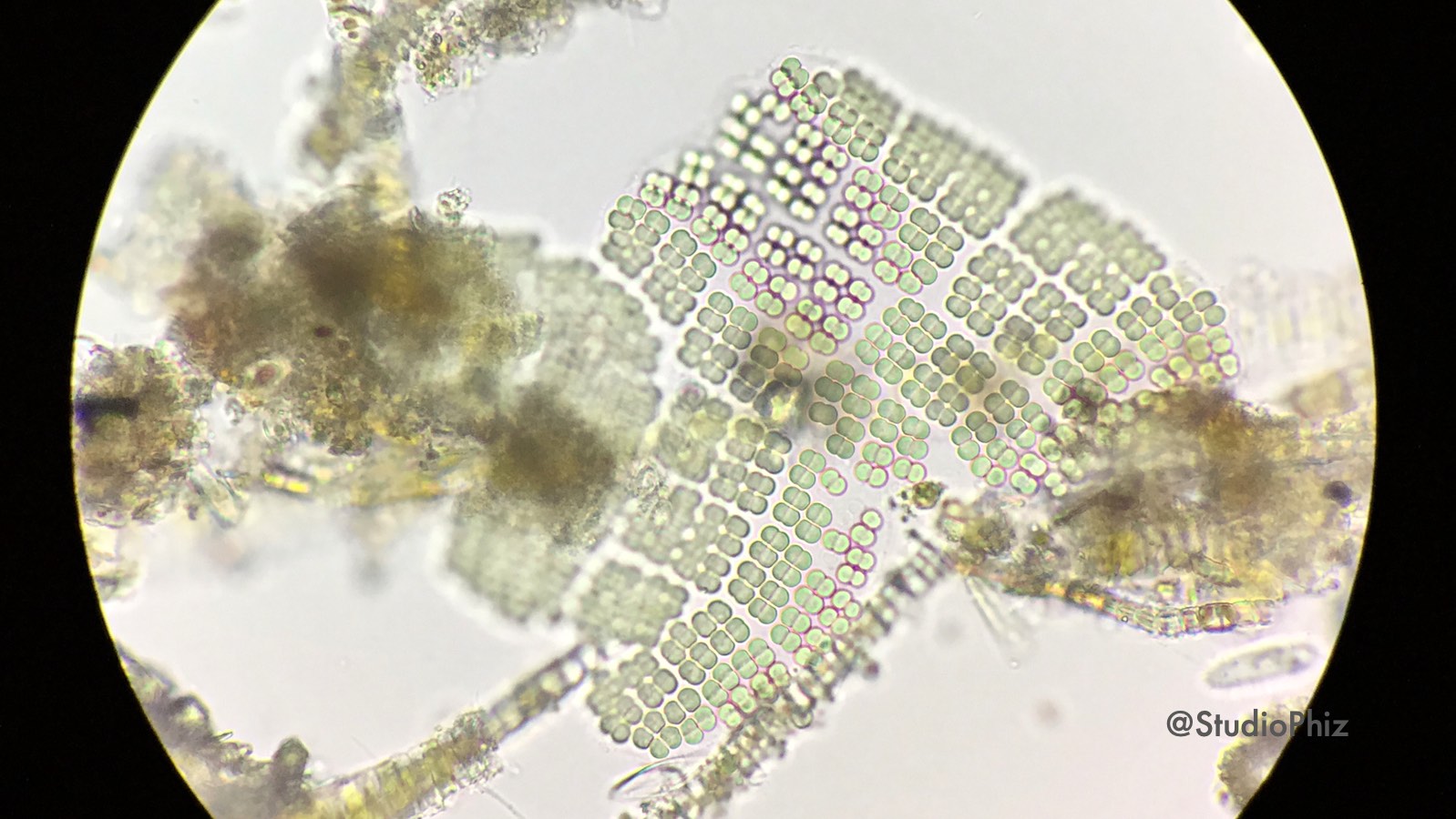 珪藻にかかったメリスモペディア群体
