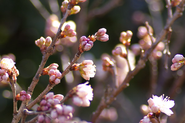 写真：桜のつぼみたち