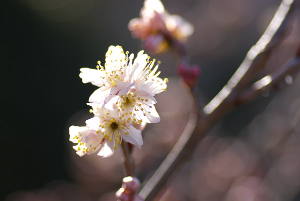 写真：日なたの輝ける桜花
