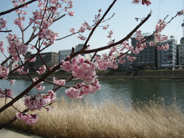 写真：鏡川河畔の桜
