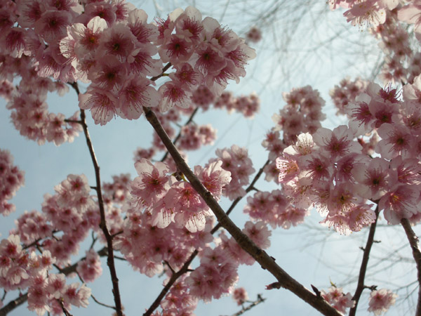 写真：逆光に花びらが透ける桜
