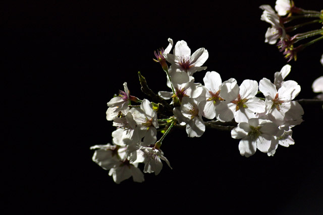 写真：闇に浮かぶ桜の一枝