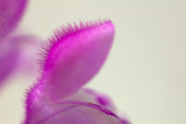 写真：ホトケノザの花（上半分）