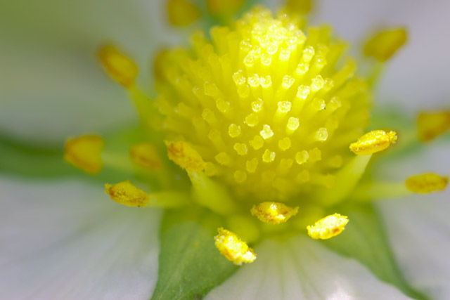 写真：ワイルドストロベリーの花芯