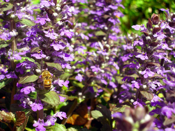 写真：アジュガとミツバチ