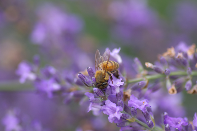 【写真：ラベンダーに顔を埋めるミツバチ】