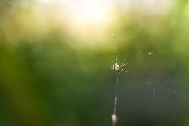 【写真：光に滲む蜘蛛の巣】