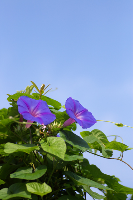 【写真：Ipomoea tricolor 'heavenly blue'】